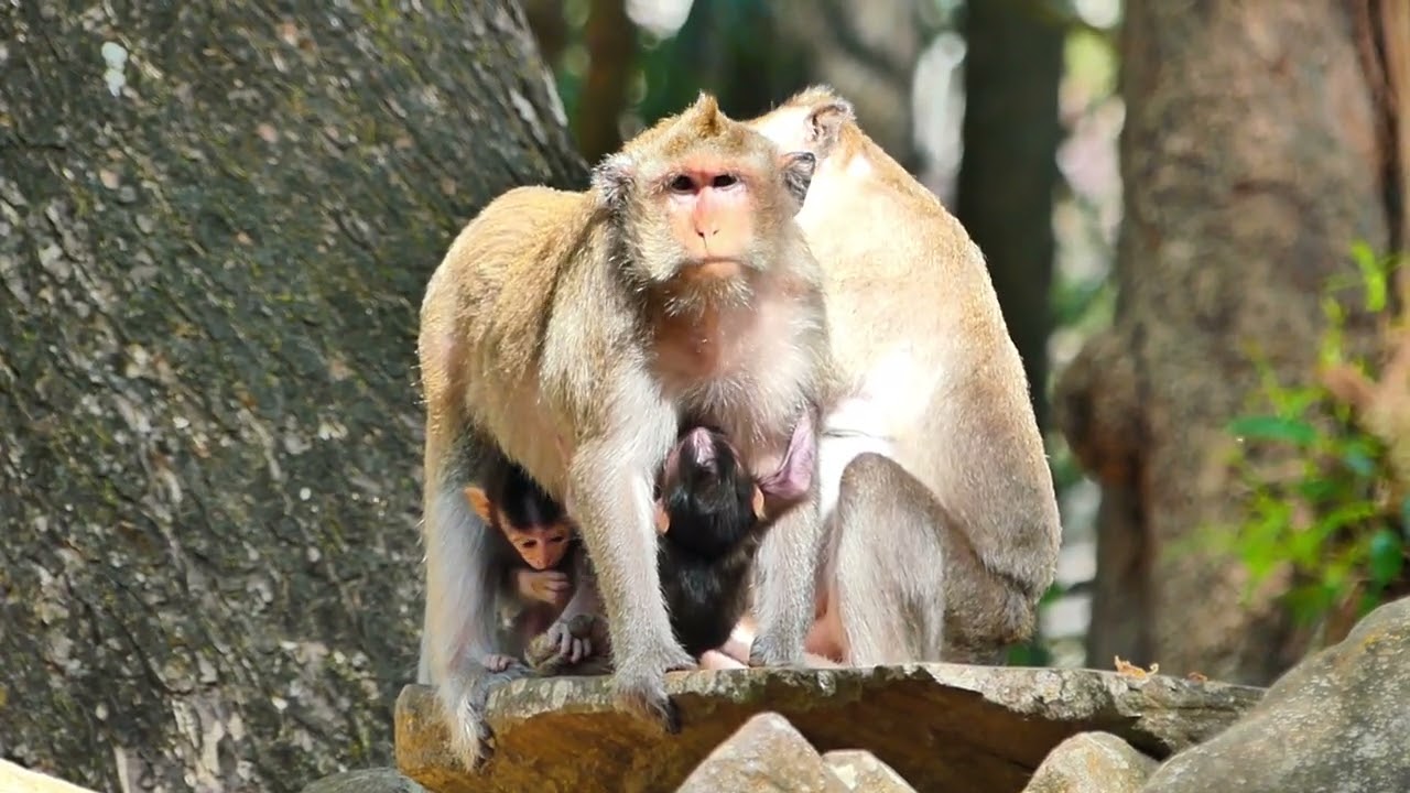 Button monkey, how  They busy in body Spa , Take feed milk for baby