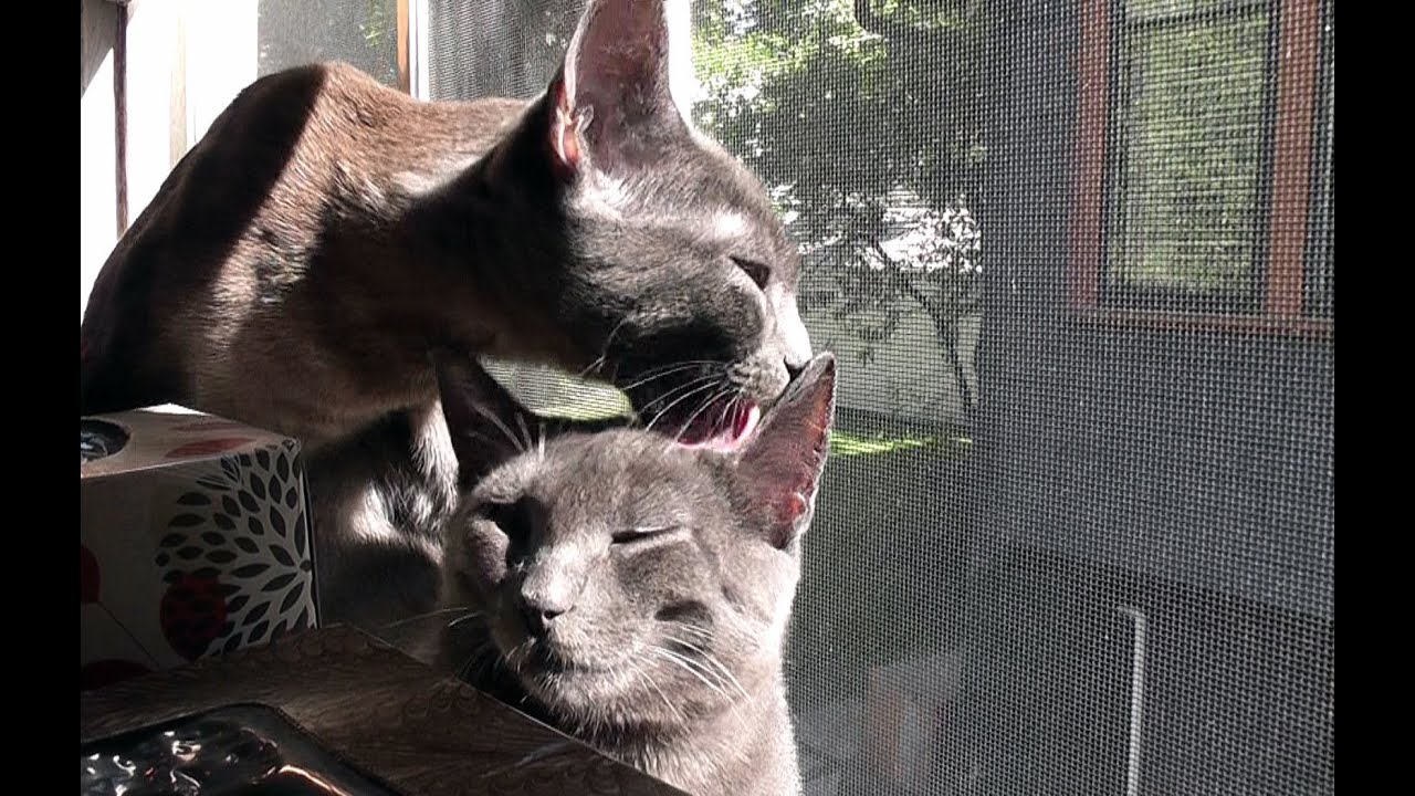 cute cats for sale Brotherly Kitten Love