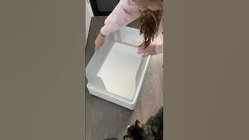 The Best Hidden Litter Box