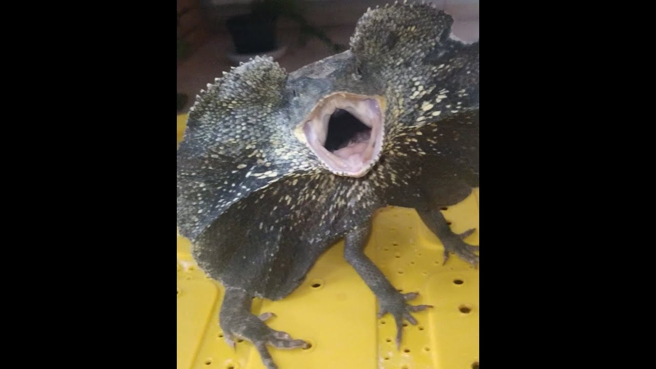 LaGaRtO EnFaDaDo!! 