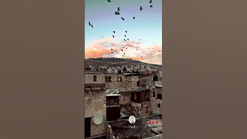 عالعهد ما زالت 