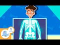 🧠🦴 THE HUMAN BODY for Kids 💖🧍🏻♂️ Compilation of +1 Hours