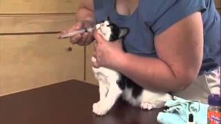 Giving Your Cat Liquid Medications Part 2 - 1 Person Procedure