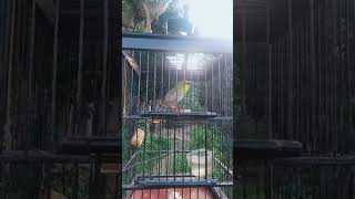 Monty dabu ngalas..