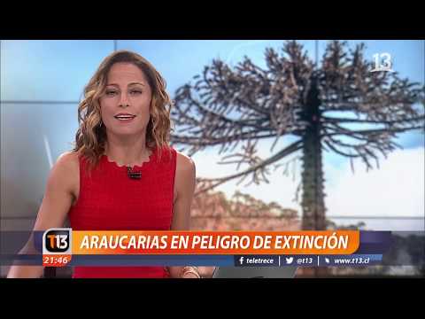 Video: Araucaria Abigarrada O Alta: Reproducción Y Crecimiento En Un Apartamento