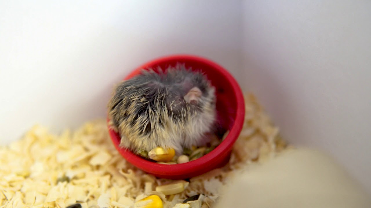 The Roborovski hamster , also known as the desert hamster or Robo dwarf