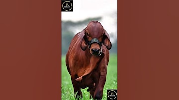 Sapi brahman #cow #sapi #sapigemuk #sapimakan #animals