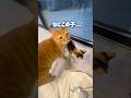 子猫に気に入られすぎて戸惑う超甘えん坊の猫【とらまる】