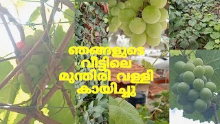 വീട്ടിലെ മുന്തിരി വള്ളി കായിച്ചത് കാണാം 🥰🍇#littlehome  #grapevine #pruning #farming  #homefarming