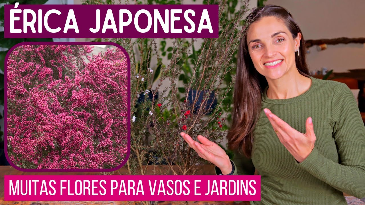 Érica Japonesa 🌸 Arbusto com Muitas Flores para Cultivar no Vaso ou Jardim