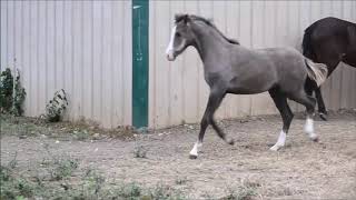 Somermist Timeless (Wynnbrook Coup Detat & Foxwater Tullamore Dew)