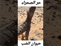 الضب في الصحراء الزواحف الضب الصحراوي أغرب مخلوق في الصحراء الضب السوداني 