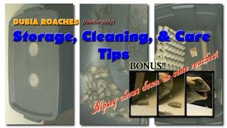 Cleaning Dubia Roach Bin, Storage and Care Tips