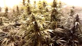 Master Kush