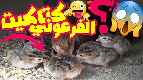 متى يبيض الدجاج الفرعوني تحميل Download Mp4 Mp3