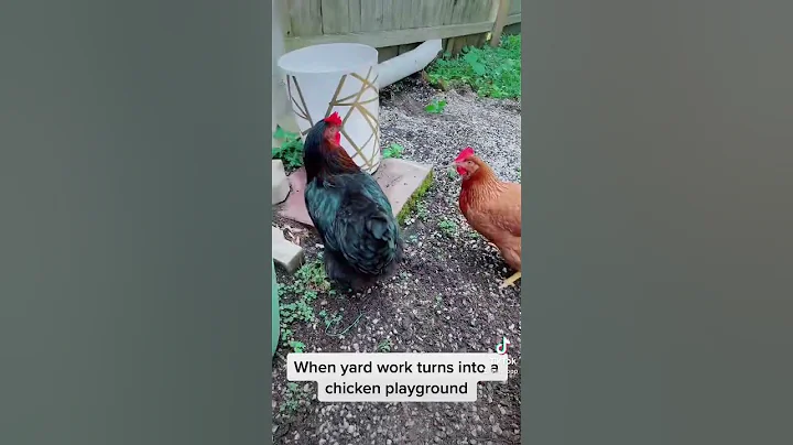 Mother Cluckin in dirt #chickens