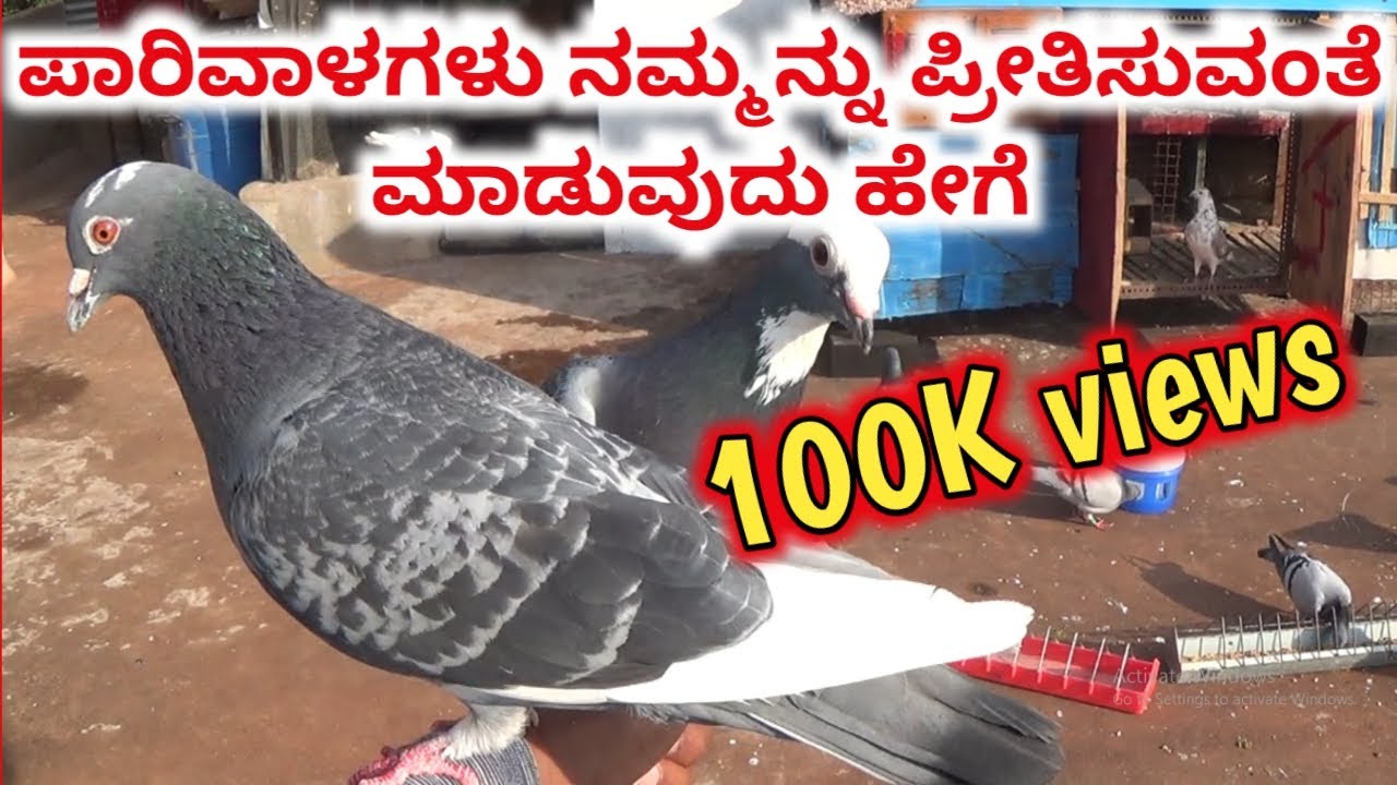 ಪಾರಿವಾಳಗಳು ನಮ್ಮನ್ನು ಪ್ರೀತಿಸುವಂತೆ ಮಾಡುವುದು ಹೇಗೆ | How to make pigeons love us | 17th day chick’s .