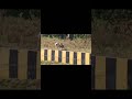 Viral Video: Tiger attacks cow on Nagpur-Jabalpur highway