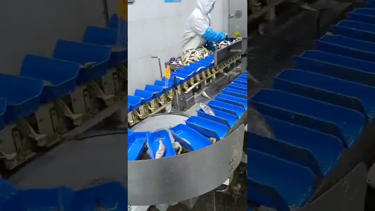 Fish sorting weight sort machine