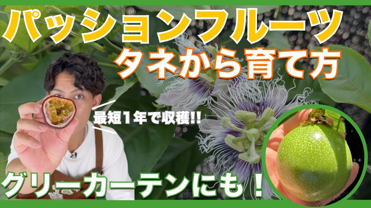 Re-cultivating passion fruit from seeds! A thorough explanation of