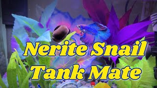 Nerite Snail Tank Mate For Betta Fish