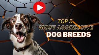 You won't believe these 5 aggressive dog breeds