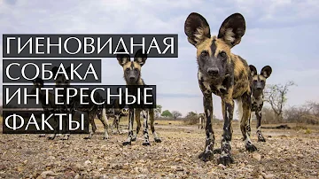 Гиеновидная собака - интересные факты