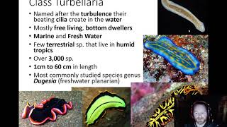 platyhelminthes turbellaria élőhely