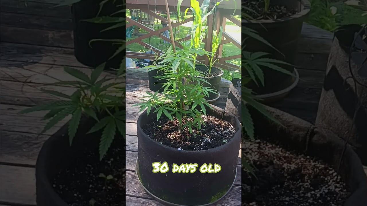 AutoFlower Progression | Fast Growth | Gamechanger 