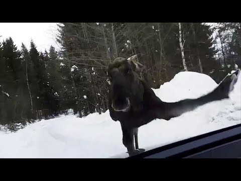 Video: Hvordan unngå å treffe hjort og elg med bilen