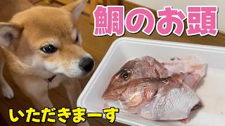 【柴犬小夏】コラーゲンたっぷり!鯛のお頭を骨ごといただきます 圧力調理 ASMR