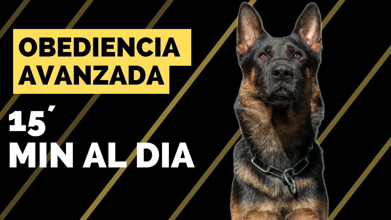 Cómo adiestrar a cualquier PERRO en 15´min.(Rutina diaria)