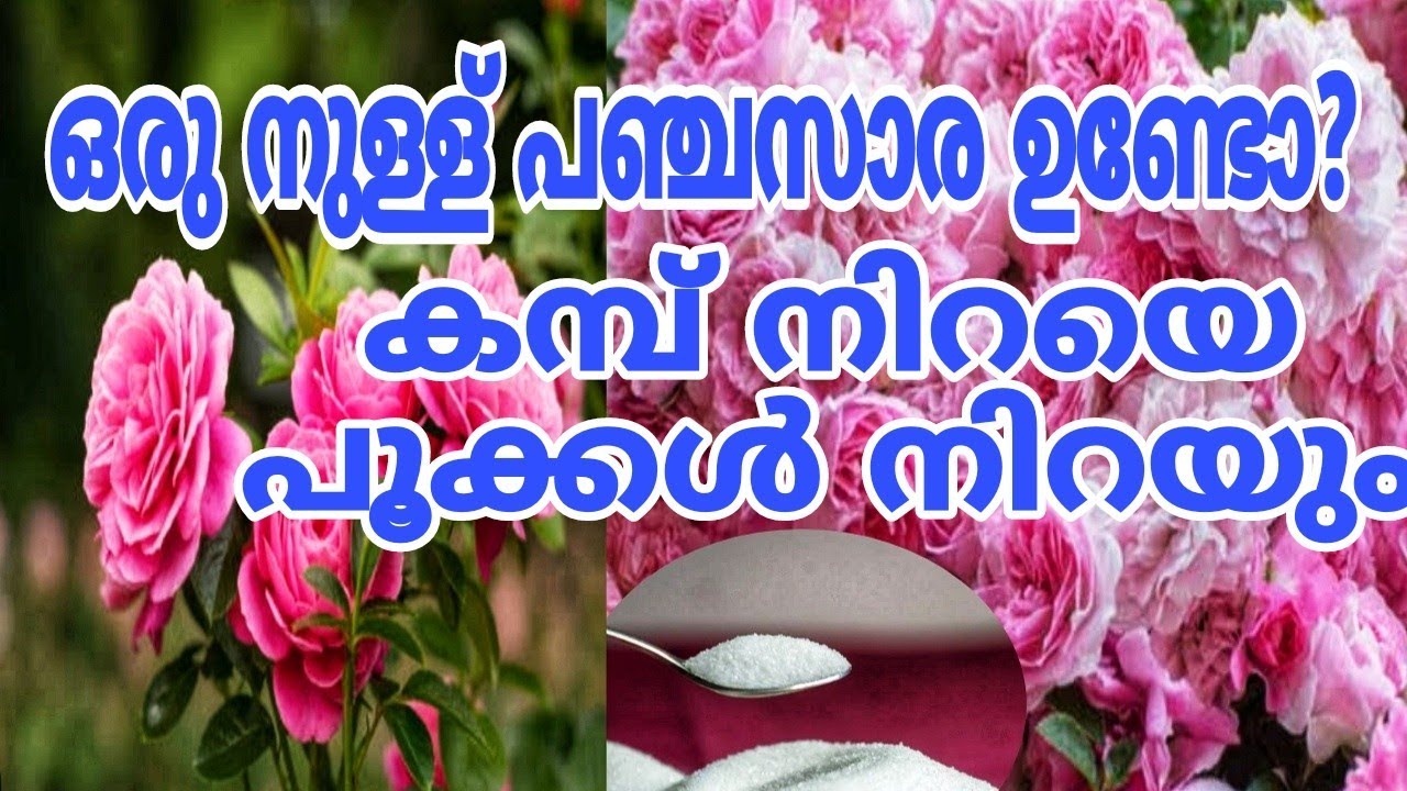 പഞ്ചസാരയുടെ അത്ഭുതം കാണാം ചെടിച്ചട്ടിയിൽ Rose Flowering Fertilizer