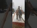 цыганские лошади город пермь