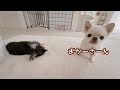 おやつ待ちの兄犬と、寝たフリの妹犬。
