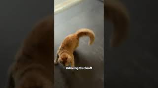 It Should Get Floofier