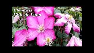 Лучшие цветущие лозы – Клематис Виль де Лион
