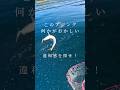 知る人ぞ知る究極のアジング #釣り #fishing #アジング #ダイソージグ #bifarr #gomexus