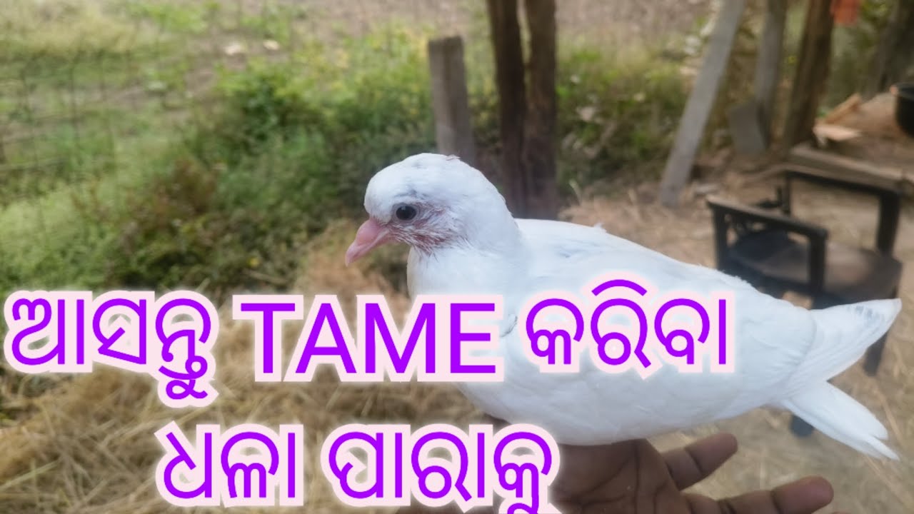 TAME କରିବା ଆସନ୍ତୁ 