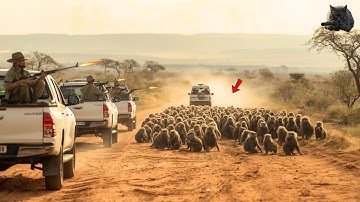 Baboon Hunting: How African Farmers Battle Millions of Invading Baboons