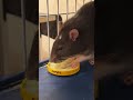 Вкусненько. #rats #крысы