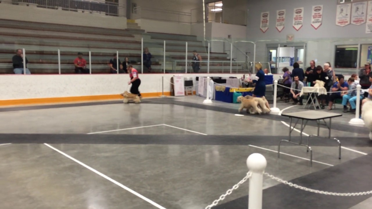 ckc dog show