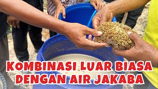 Cara Membuat Jamur Jakaba