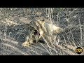 safariLIVE - Sunset Safari - June 30, 2019