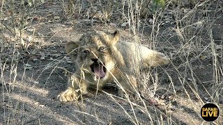 safariLIVE - Sunset Safari - June 30, 2019