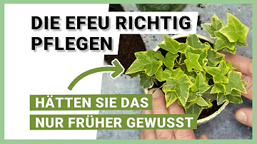 Wo steht Efeu am besten?