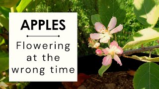 Apple trees flowering at the wrong time of the year