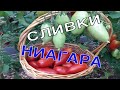 Супер ТОМАТЫ - СЛИВКИ НИАГАРА. Сорта томатов.ТопСад