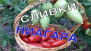 Супер ТОМАТЫ - СЛИВКИ НИАГАРА. Сорта томатов.ТопСад