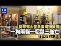 葵翠邨火警多隻寵物被困　一狗兩貓一貂鼠三雀亡　僅三隻貓狗生還｜01新聞｜突發｜火警｜葵涌｜寵物｜拯救寵物